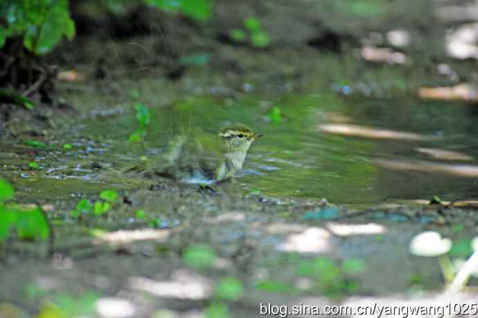 爽（洗浴的黄眉柳莺）2
