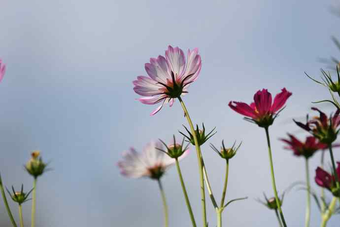 228.幸福像花儿一样美