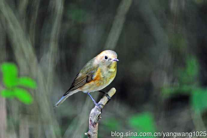 雌性红胁蓝尾鸲（54）