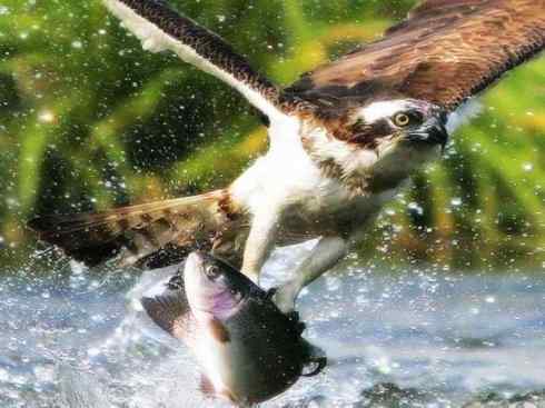 白头鸟系列:另类的美丽(吼海雕) 白头鸟系列:另类的美丽(吼海雕)