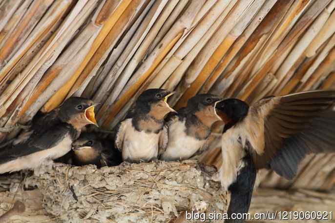 家燕育雏