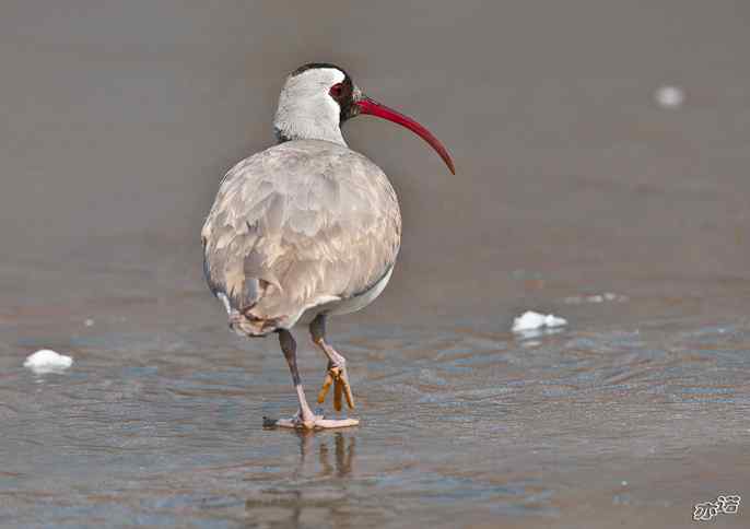 又见鹮(huán wbr)嘴鹬(yù) 又见鹮(huán wbr)嘴鹬(yù)