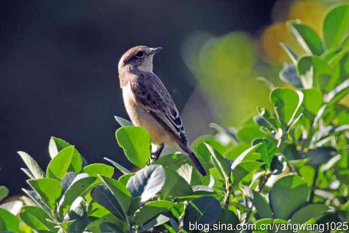 黑喉石鵖鸟（2）