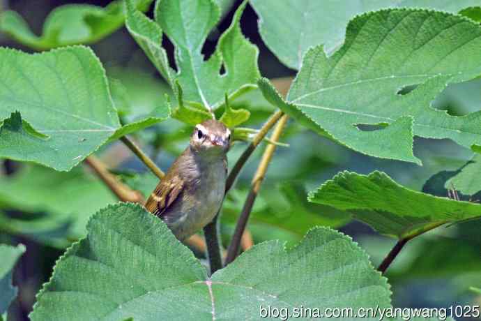 黄眉柳莺（24）