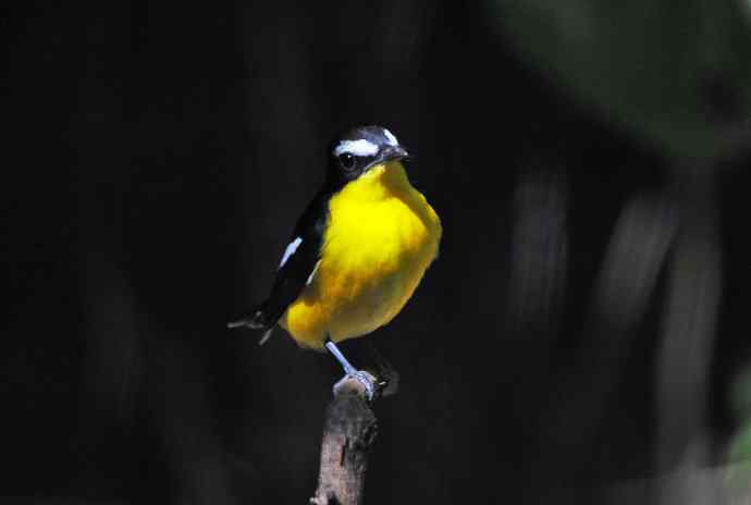 雄性白眉姬鹟（6）