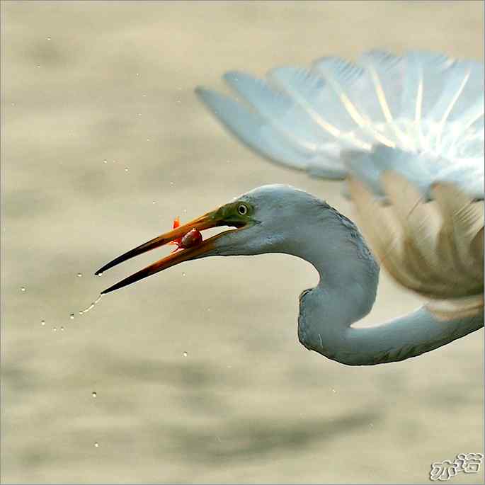 白鹭捕红鱼 白鹭捕红鱼