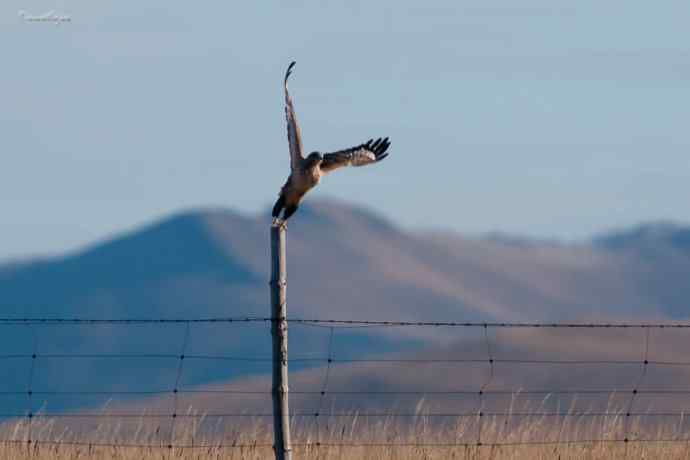 草原追梦. 蓝天鵟影