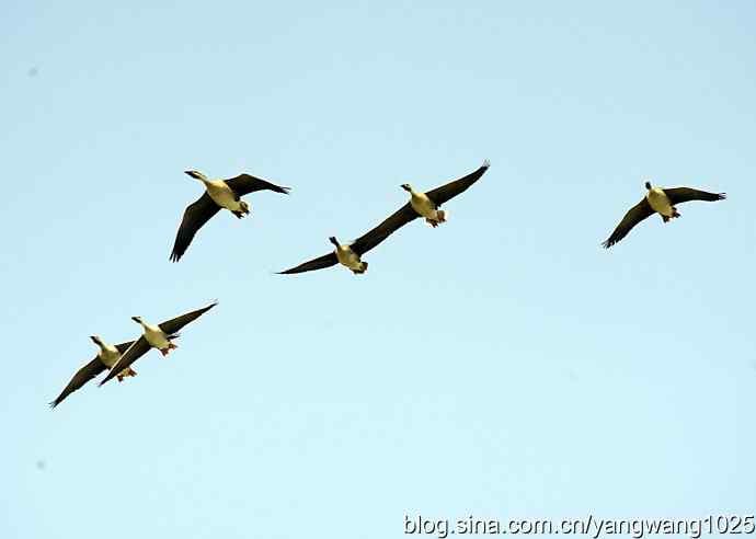 上庄水库的收获（鸿雁）1