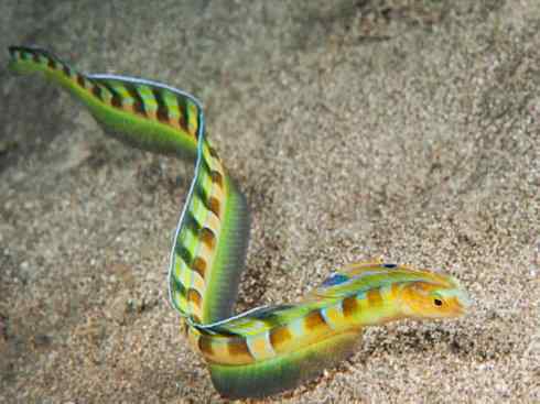 龙：传说的兽原型探秘（鲤鱼）