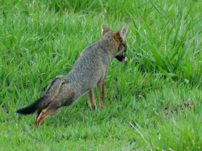犬科：狐亚科伪狐属之高地狐、河狐、秘鲁狐
