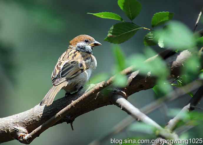 北京天坛公园的鸟类——麻雀