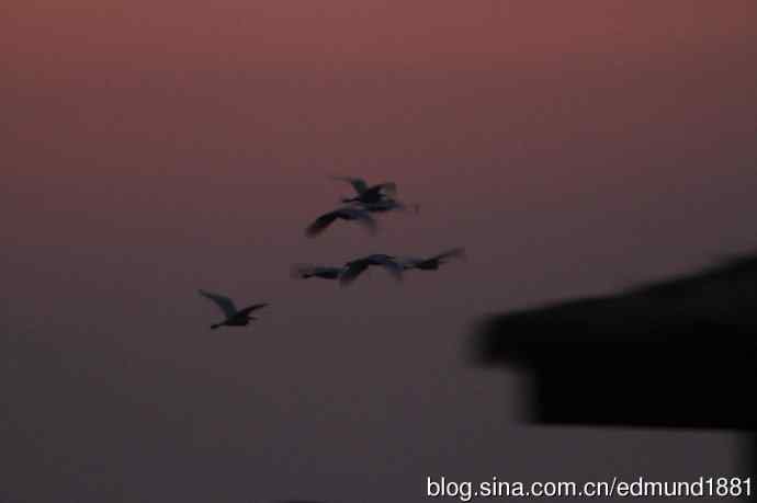 崇明东滩湿地公园观鸟记