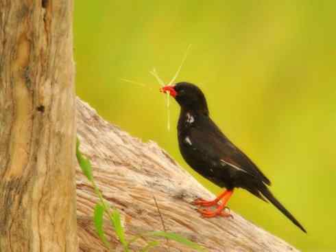 极品红色鸟类：红艳织雀