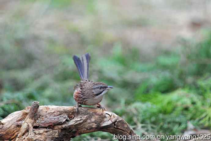 山鹛（记录版）
