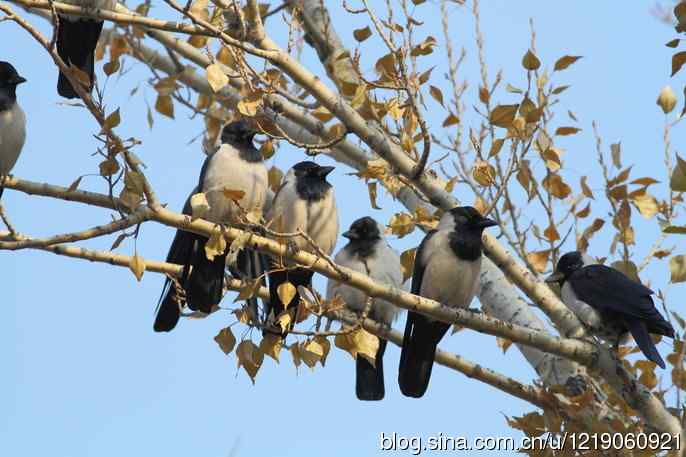 达乌里寒鸦（2）