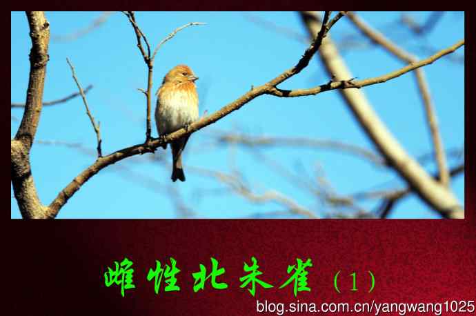 雌性北朱雀（1）