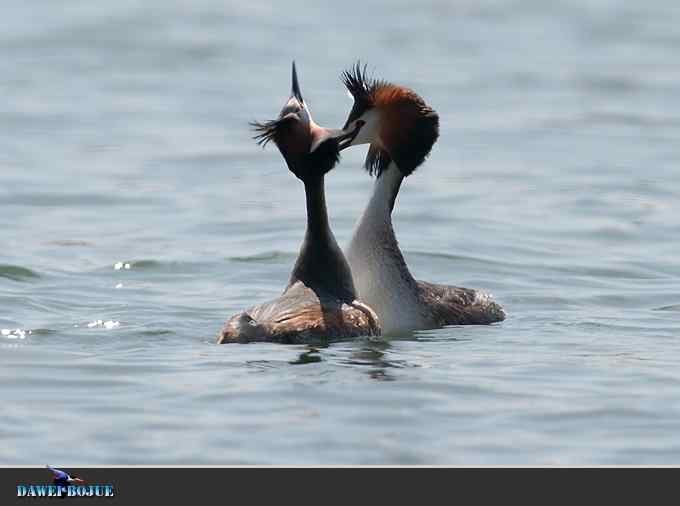 凤头.相恋在春花绽放时
