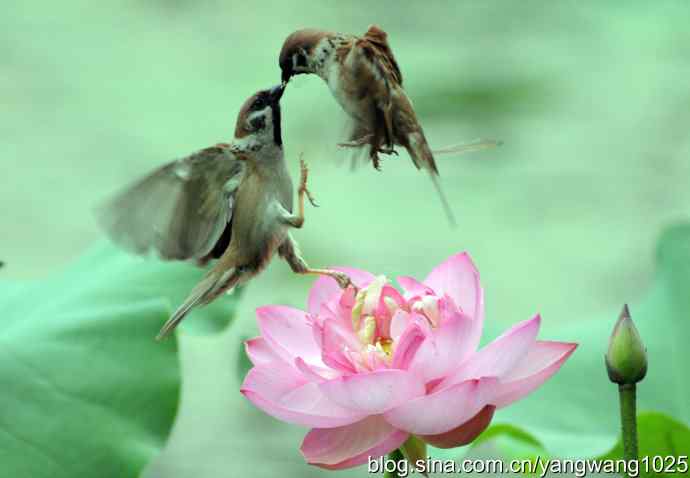 雀与荷 wbr3（领地之争纪实）