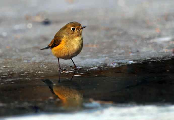 雌性红胁蓝尾鸲（23）