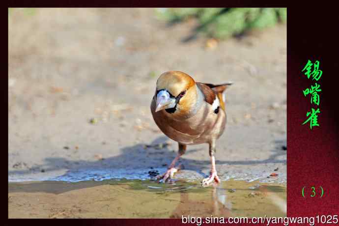 锡嘴雀(3) 锡嘴雀(3)