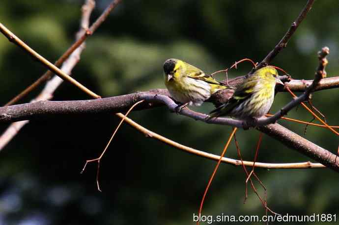 初哥守株待兔之收获