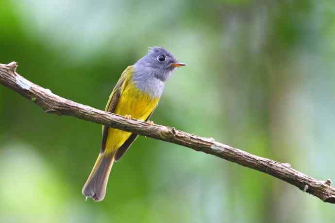 【版纳植物园三日 wbr新收获16种小鸟儿】 【版纳植物园三日 wbr新收获16种小鸟儿】