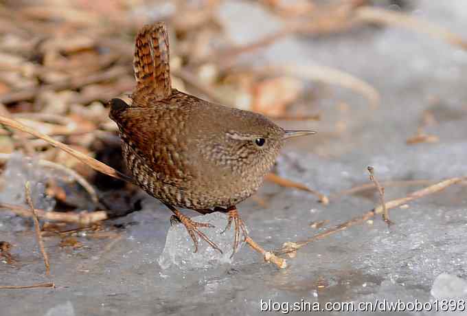 赤颈鸫和小鹪鹩