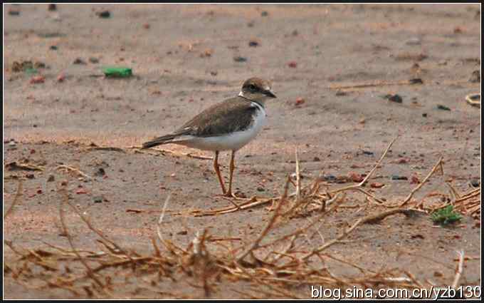 乌梁素海——鸟的天堂（1）（组图）