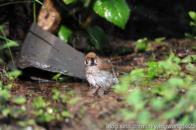 讲卫生的小麻雀（纪实版）