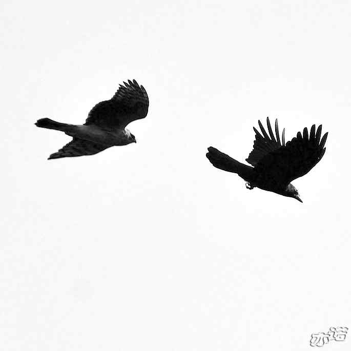 北京西山 wbr路 wbr拦路的乌鸦 北京西山 wbr路 wbr拦路的乌鸦