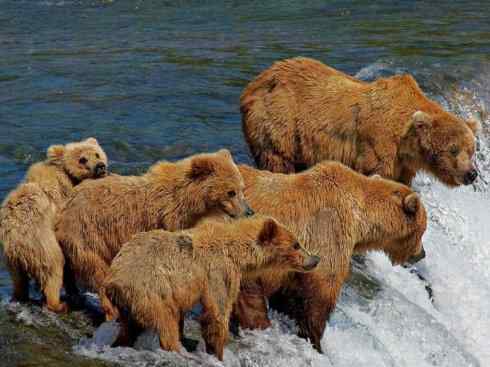 十大喜食蜂蜜动物:棕熊 十大喜食蜂蜜动物:棕熊