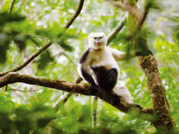 犬科:犬亚科犬属之貉 犬科:犬亚科犬属之貉