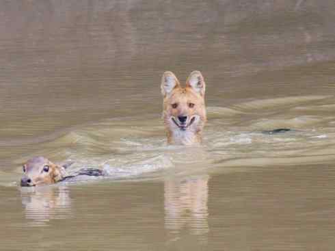 犬科：薮犬亚科豺属之豺