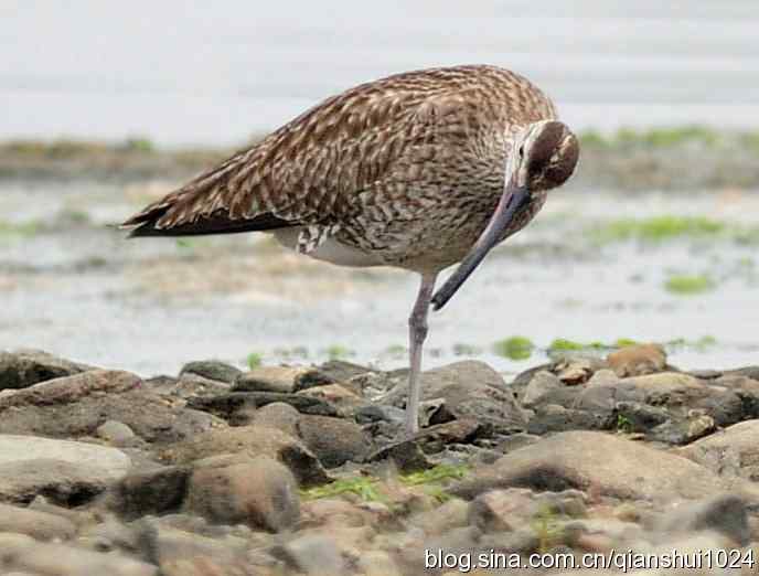 湿地观鸟.中杓鹬