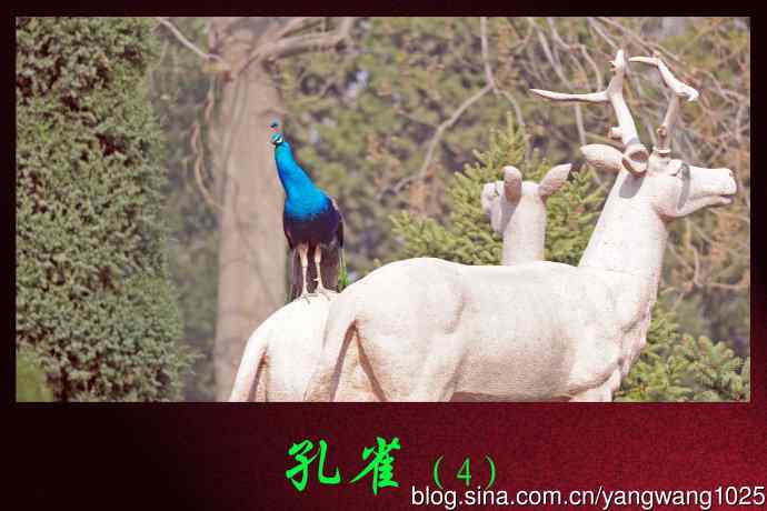 孔雀（4）