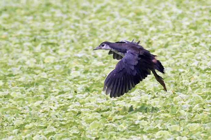 白胸苦恶鸡（亚成）