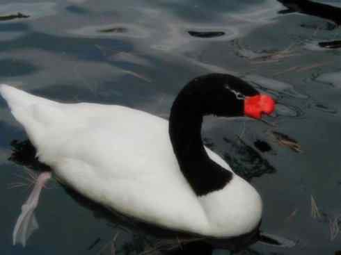 奇特的盔：黑颈天鹅