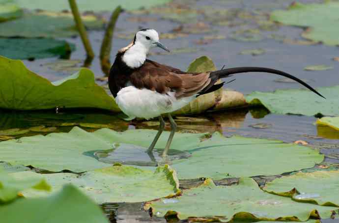 水雉：凌波一跃百媚生*
