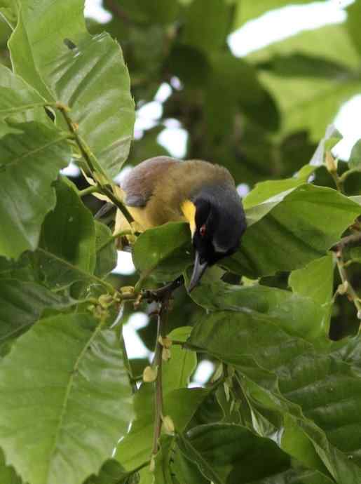 婺源观鸟行之石门黄喉噪鹛篇