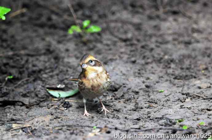 雌性黄喉鹀（1）