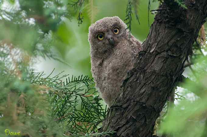 偶遇东方角鸮宝宝