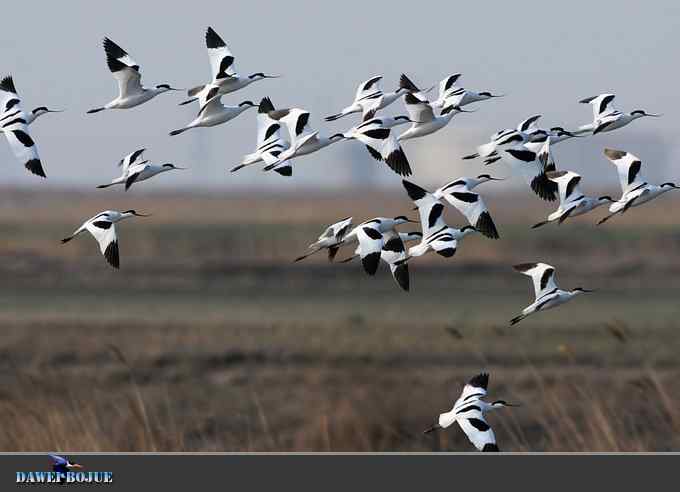 迁徙的鸟：飞翔的反嘴鹬