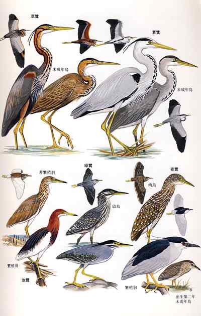 鸟类野外识别是靠科学方法还是靠感觉