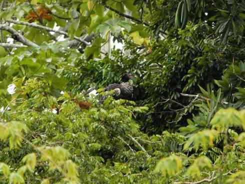 雁鸭之最之二 雁鸭之最之二
