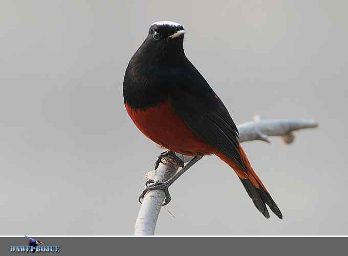 戴贝雷帽の白顶溪鸲