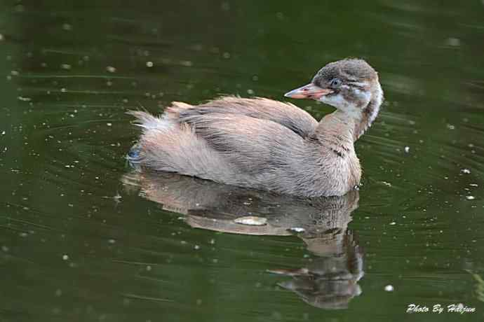 鸟鸟平等 wbr wbr决不搞鸟族歧视