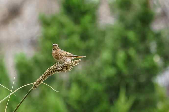 收获菜鸟也开心 收获菜鸟也开心