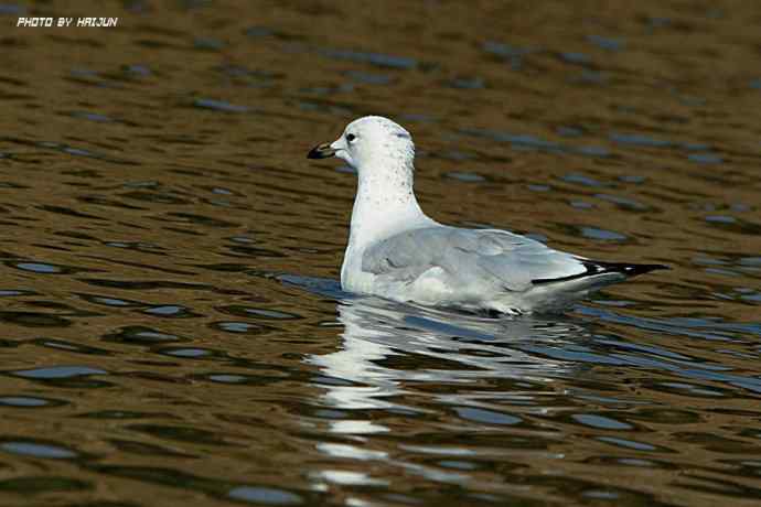 秋实（鹤鹬 wbr遗鸥 wbr扇尾沙锥 wbr金斑鸻）
