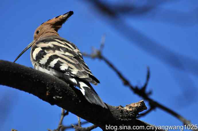 天坛公园又遇戴胜(餐后休息) 天坛公园又遇戴胜(餐后休息)
