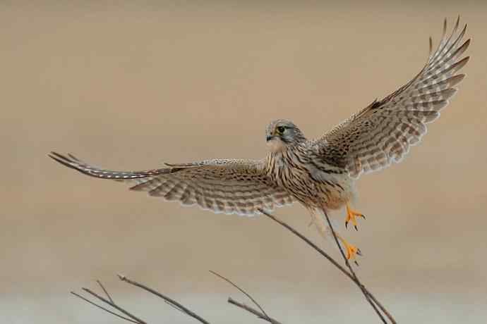 野鸭湖10月15日收获